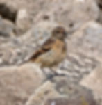 Stonechat