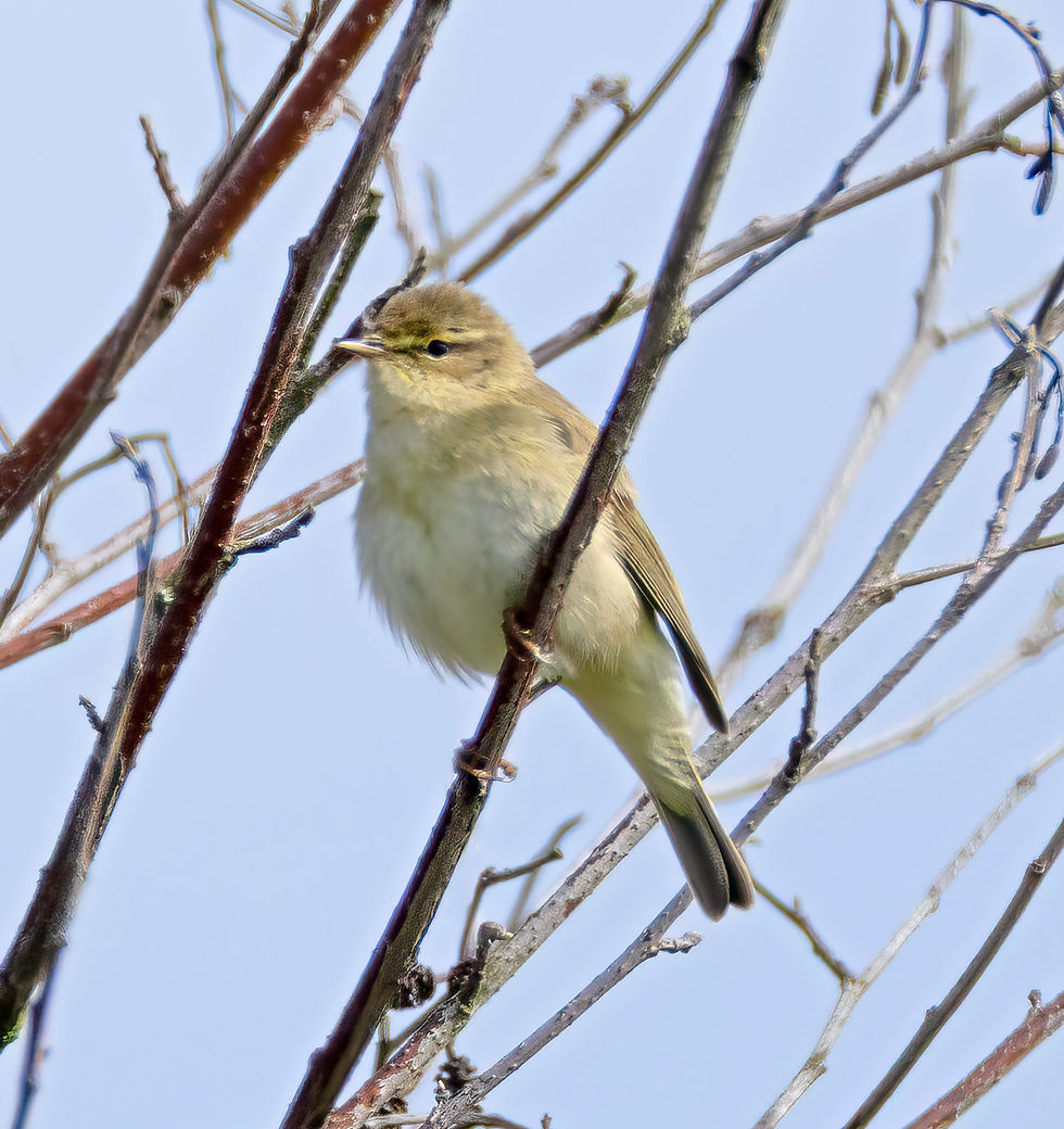 Willow Warbler
