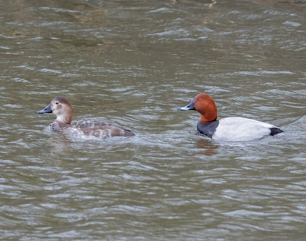 Pochard