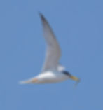 Little Tern