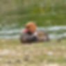 Red-crested Pochard