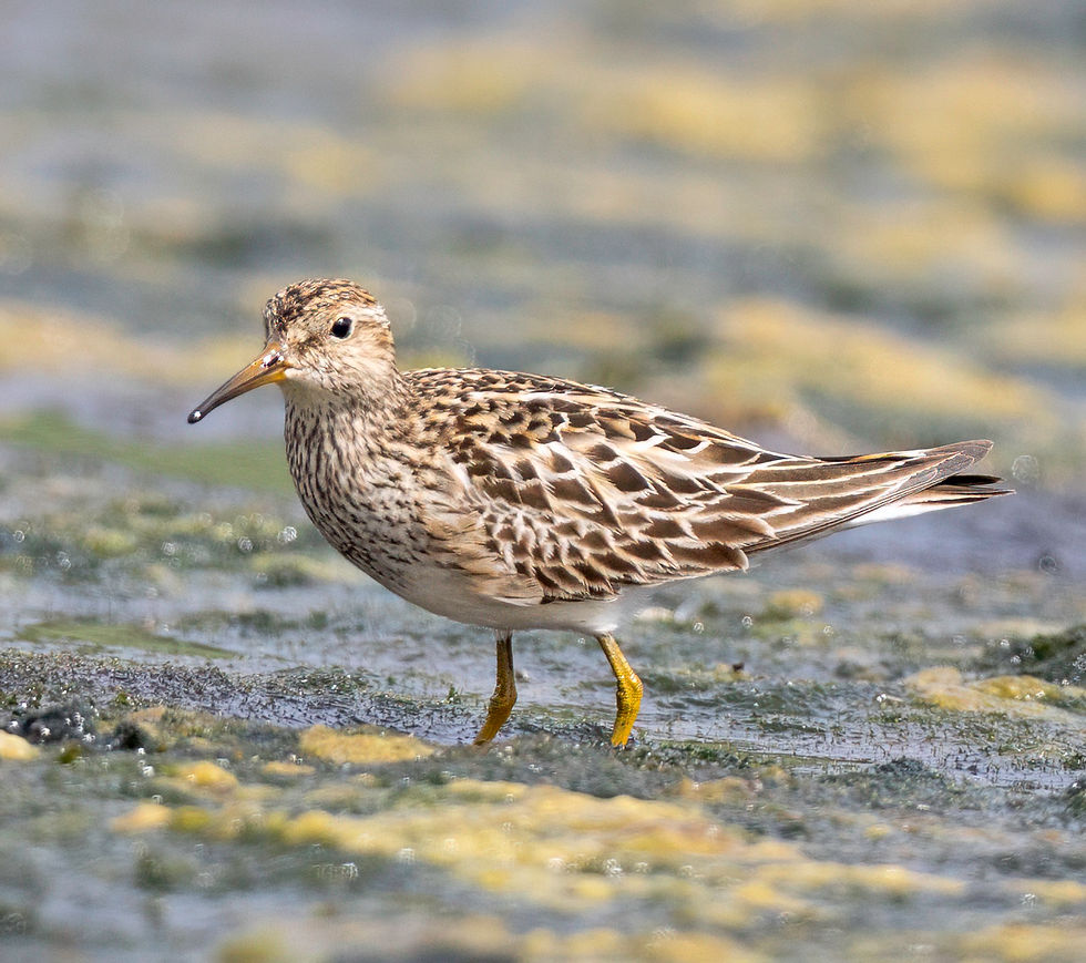 Pectoral Sandpiper