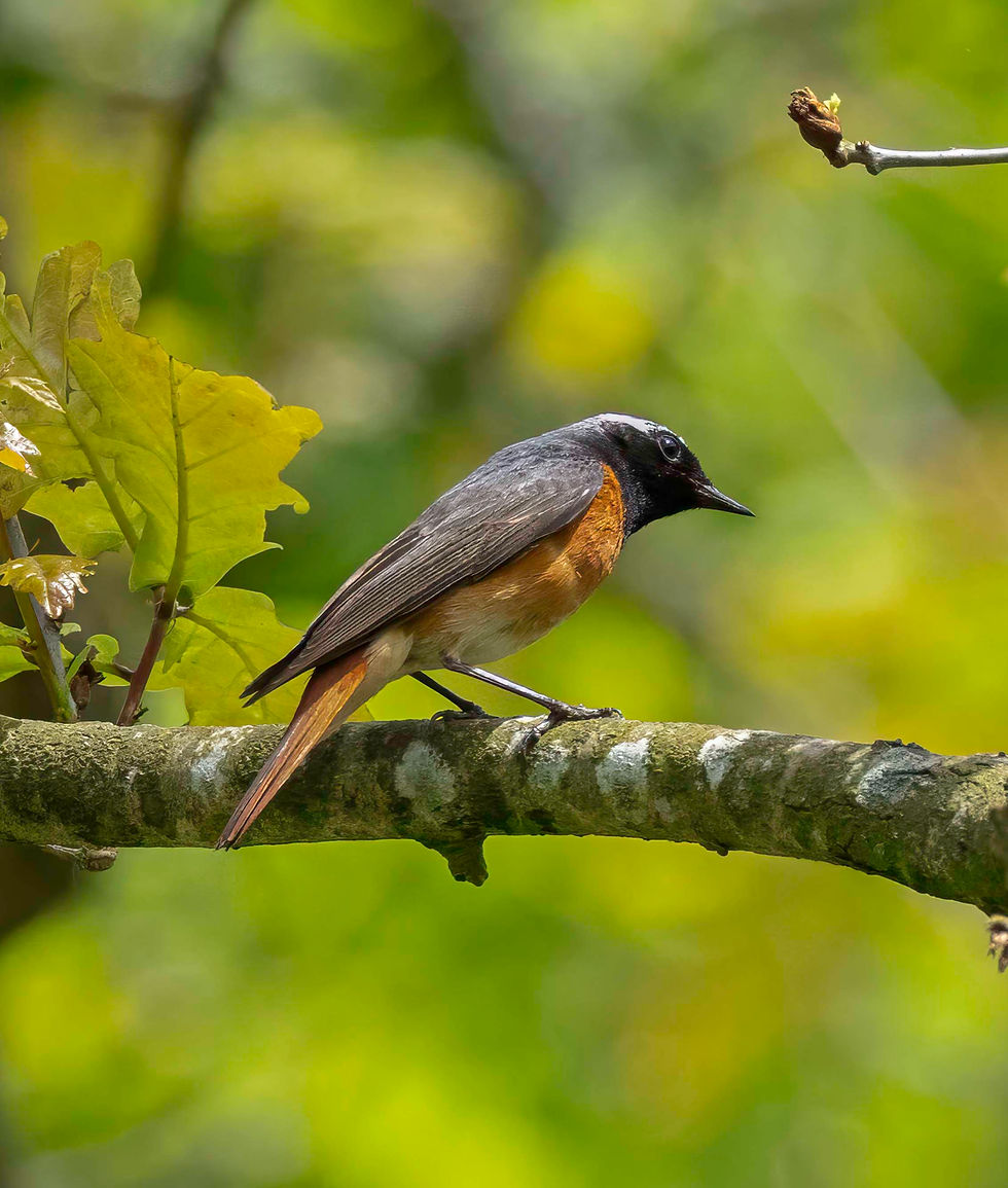 Redstart (male)