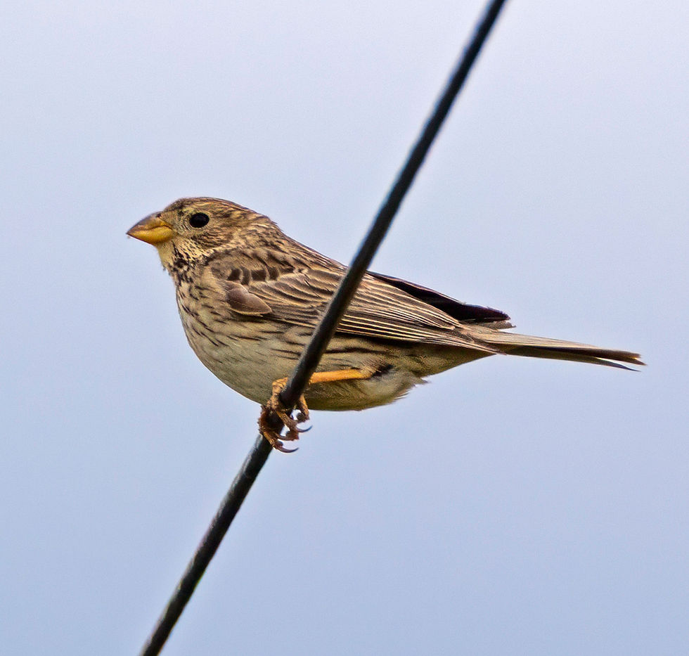 Corn Bunting