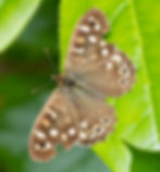 Speckled Wood