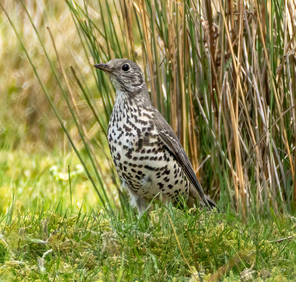 Mistle Thrush