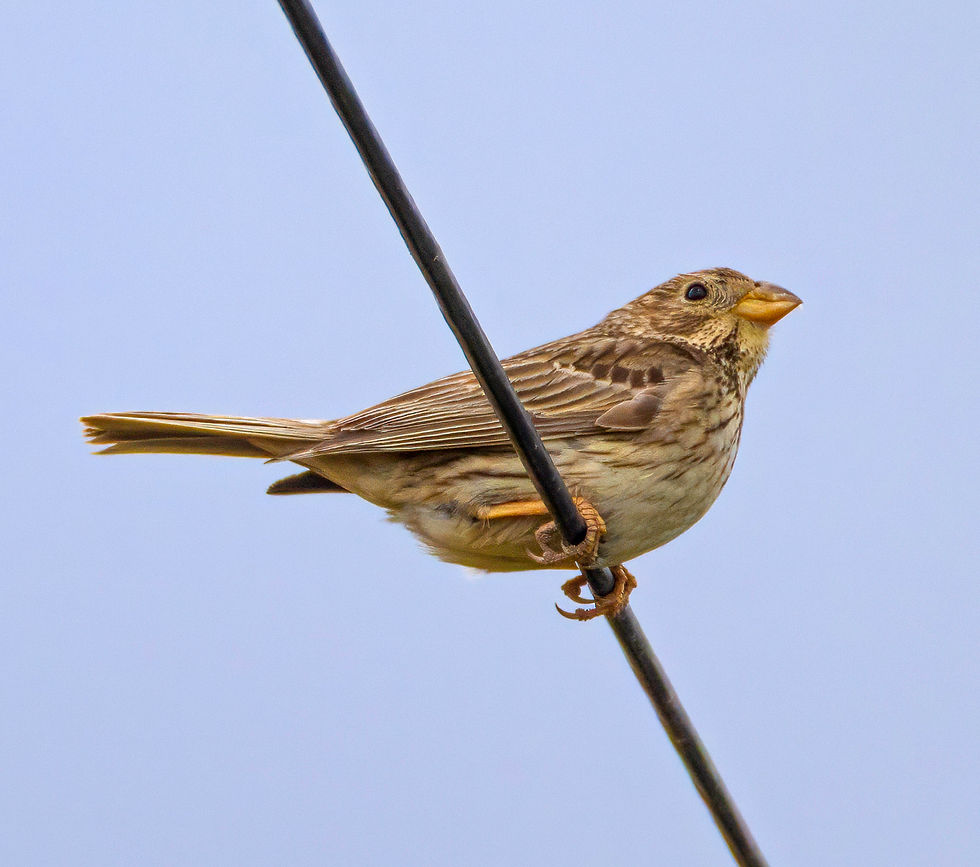 Corn Bunting