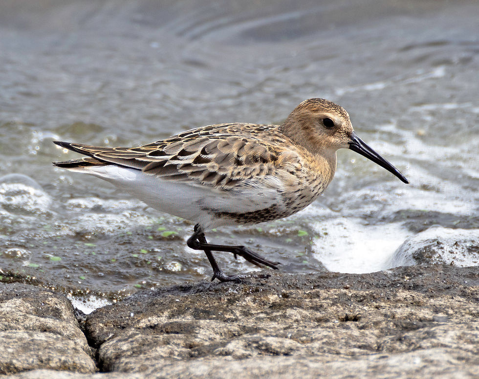 Dunlin
