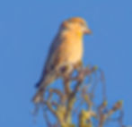 Crossbill