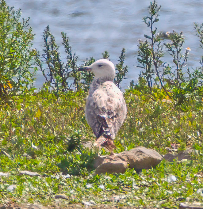 Caspian Gull
