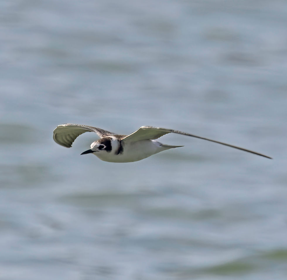 Black Tern