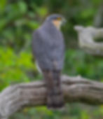 Sparrowhawk
