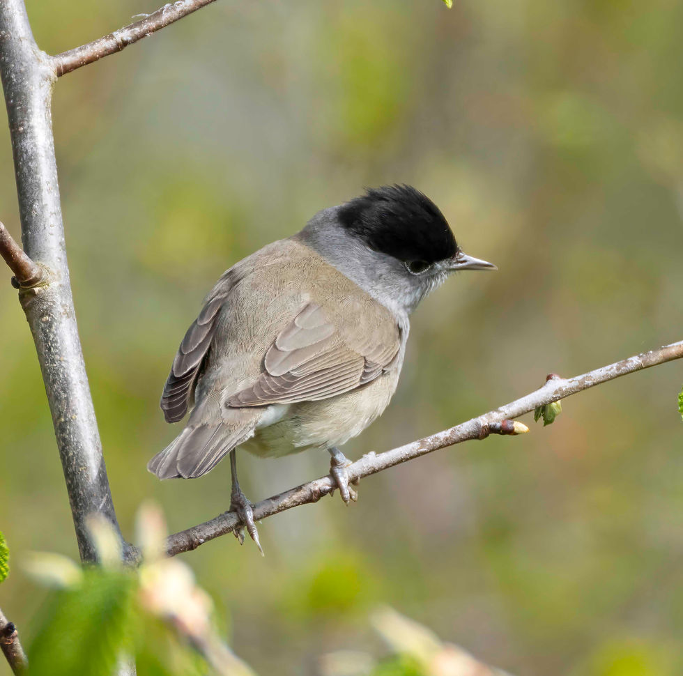 Blackcap