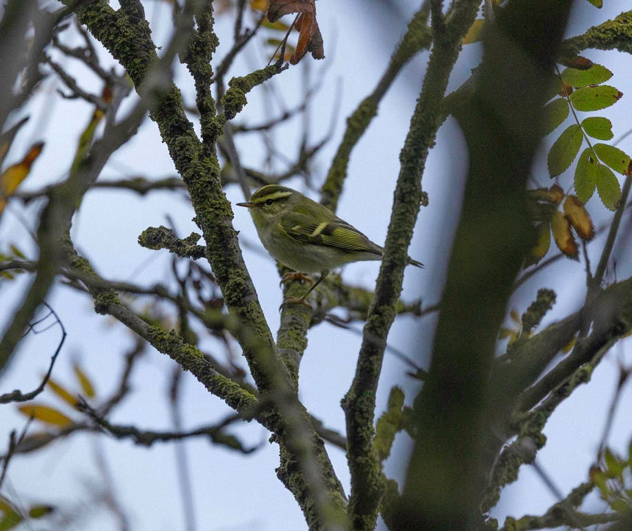 Pallas's Warbler