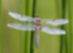 Four Spotted Chaser