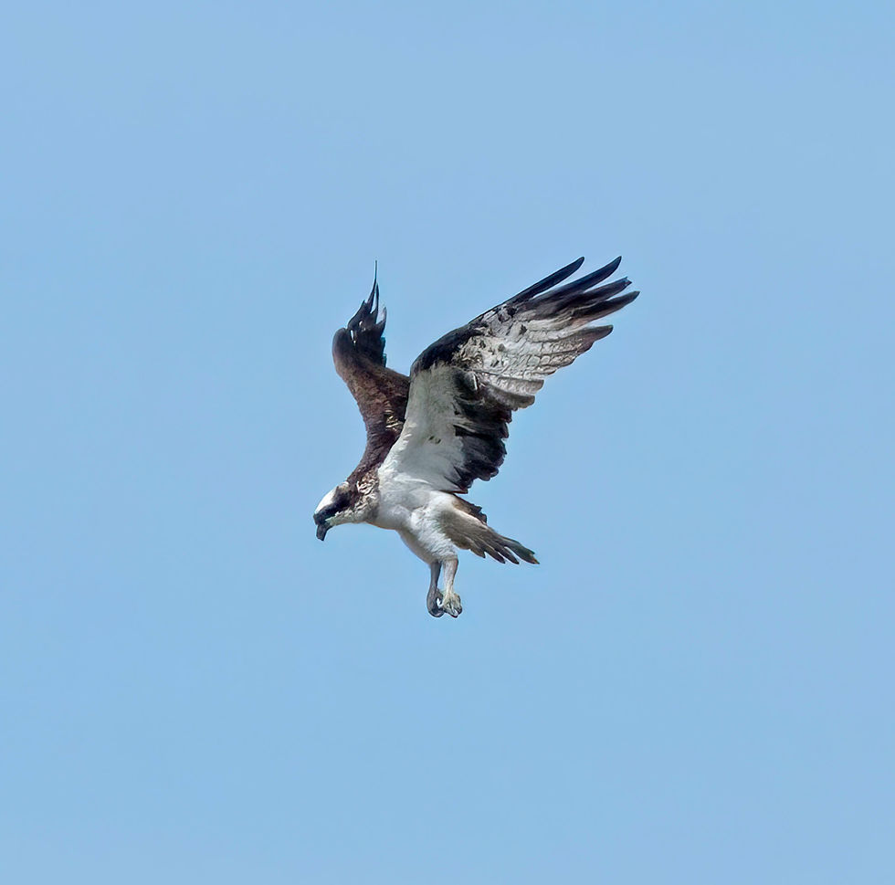 Osprey