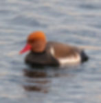 Red-crested Pochard
