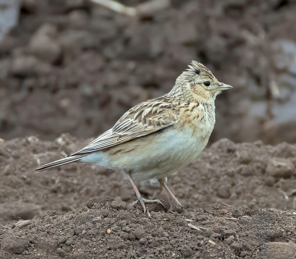 Skylark