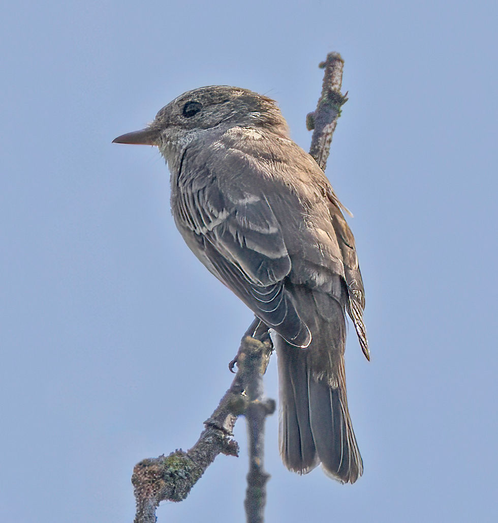 Spotted Flycatcher