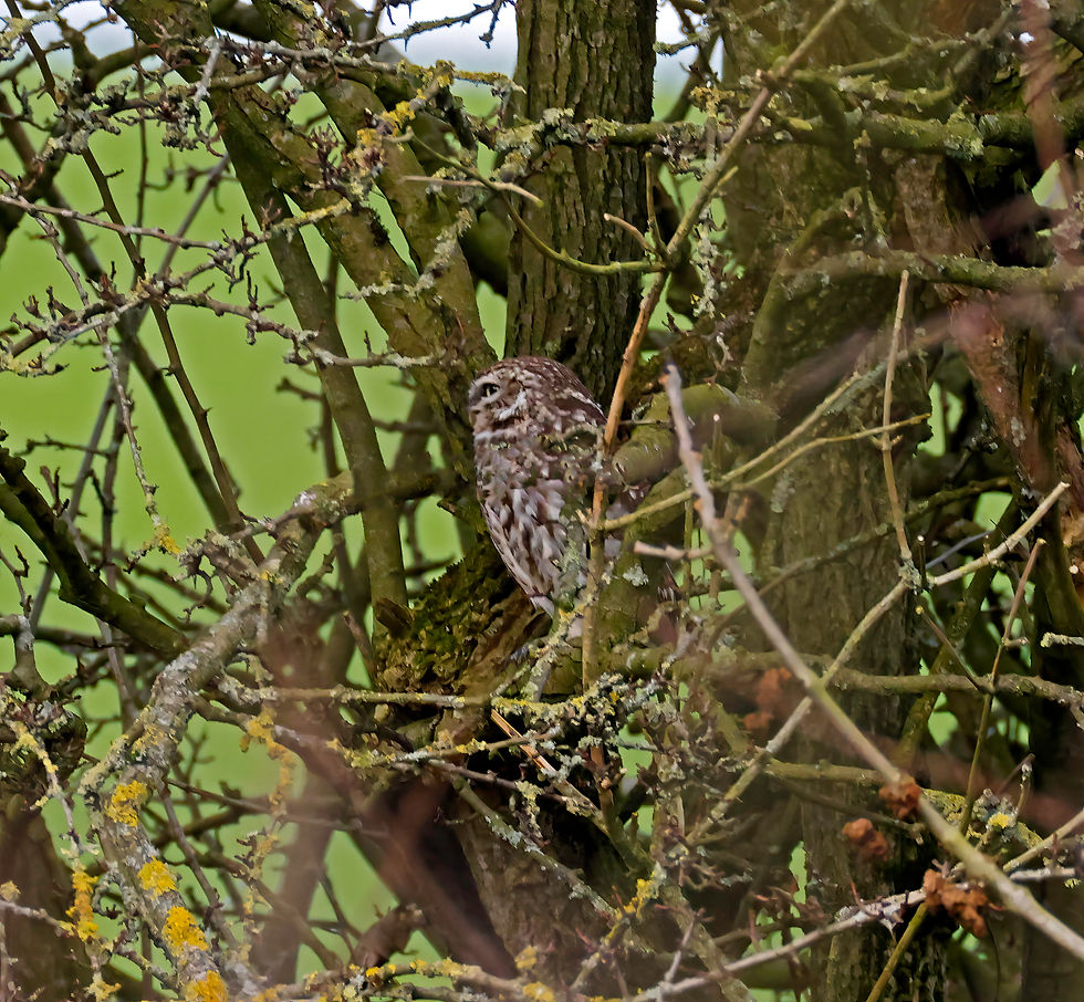 Little Owl