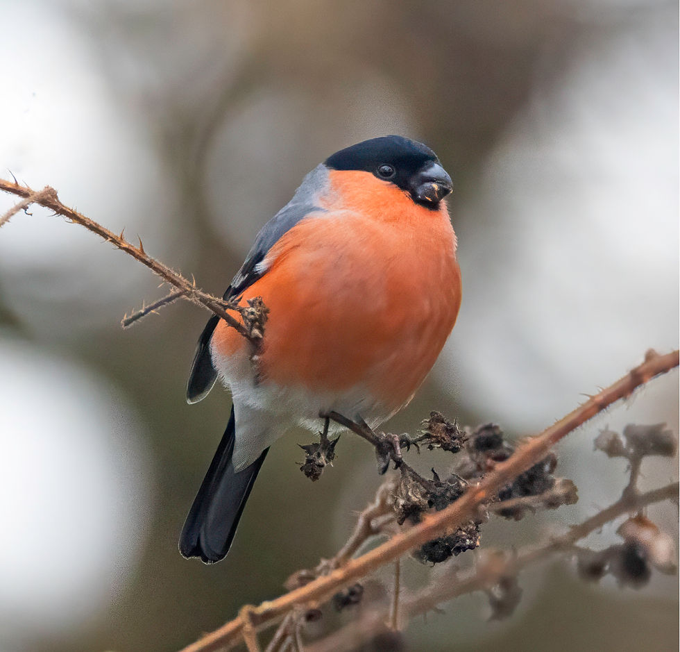 Bullfinch