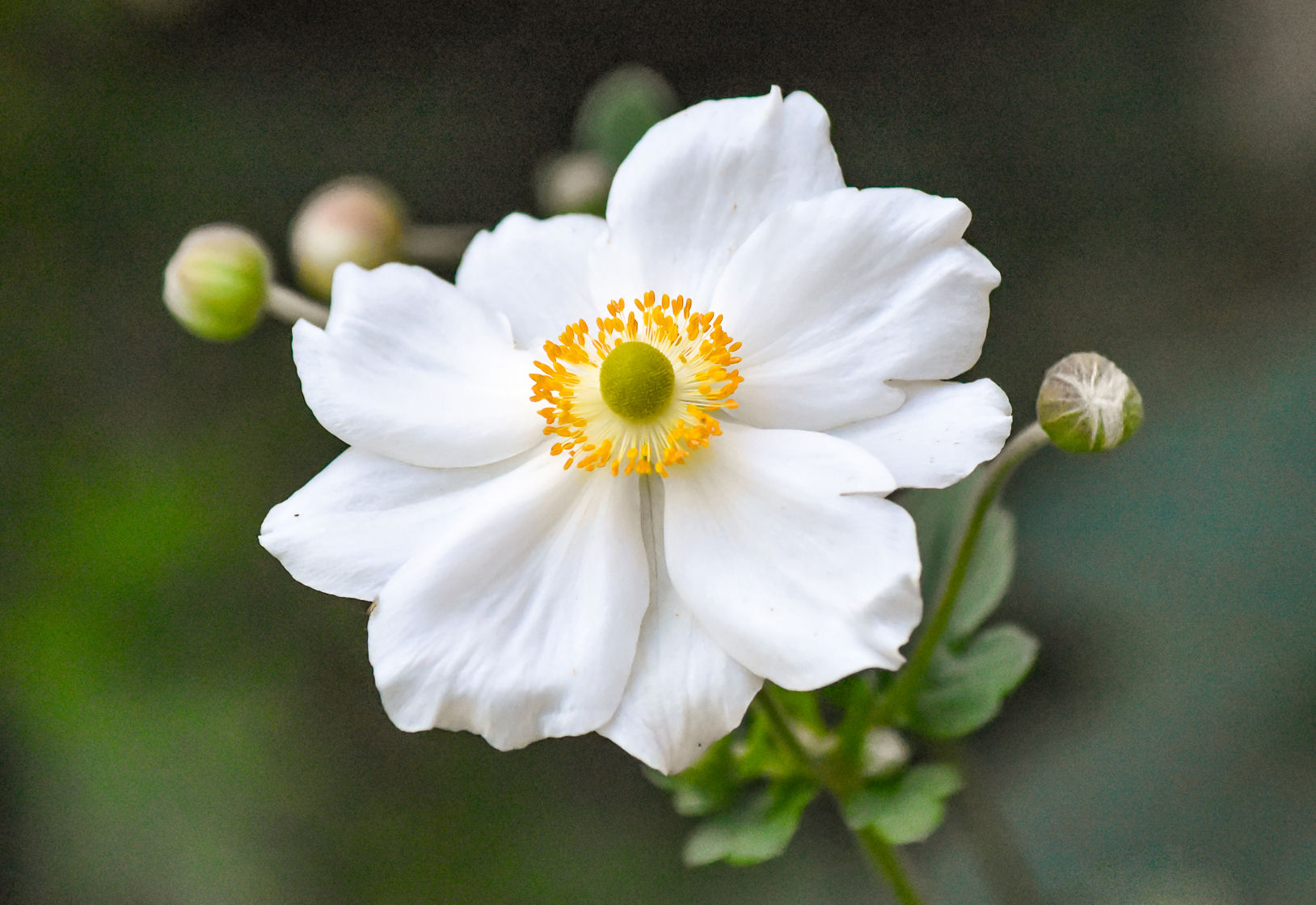 Japanese Anemone A6 Card