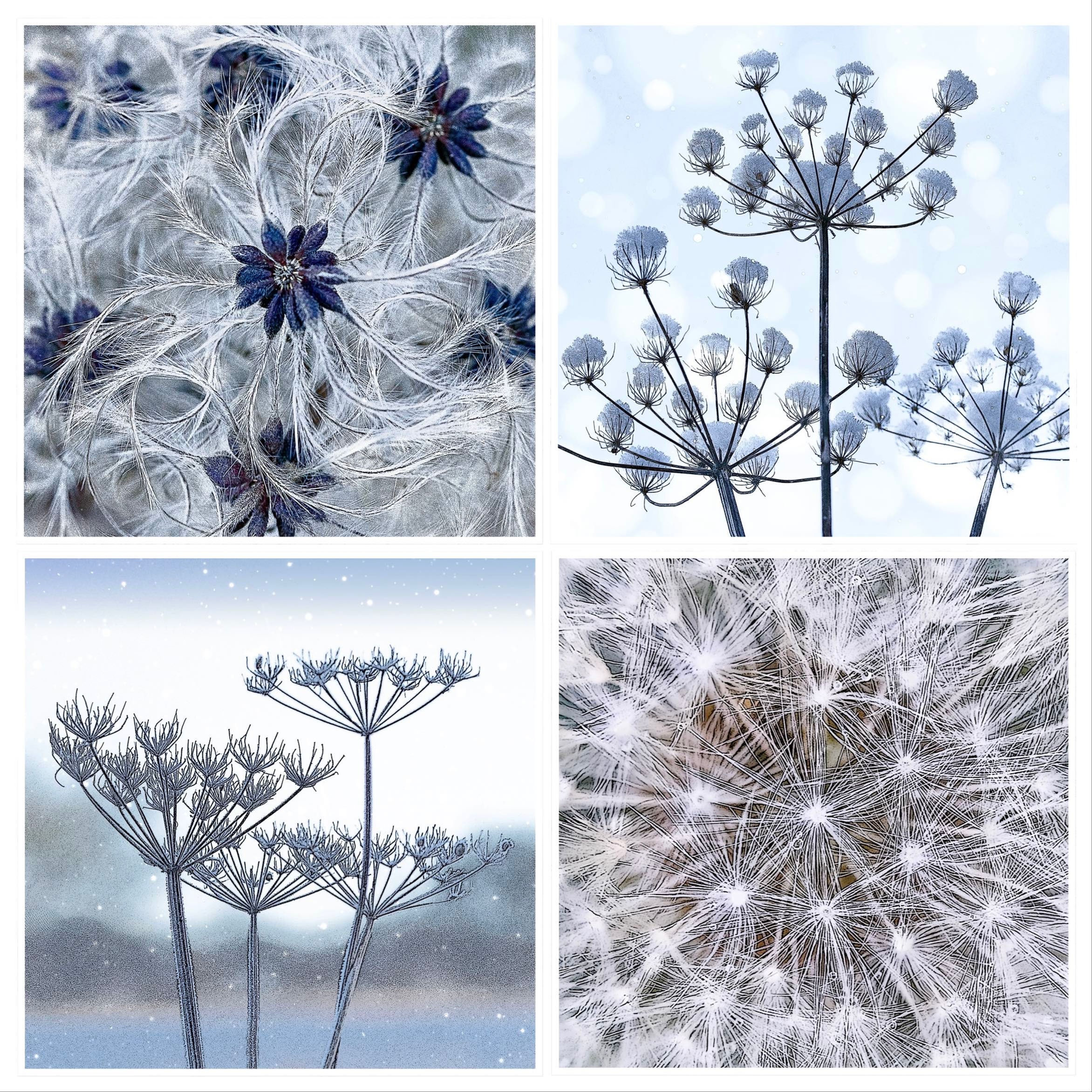 Winter Greeting Card Pack (4 Designs)