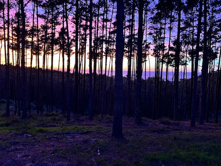 Nature and the Outdoors: How being outside daily can improve your overall health and well-being