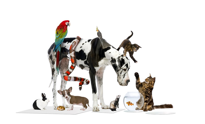 Group of pets - no logo.jpg