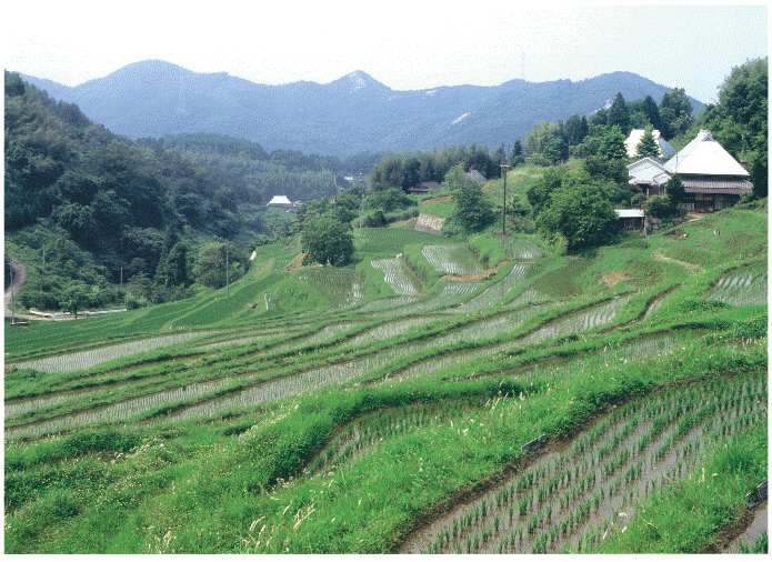 山