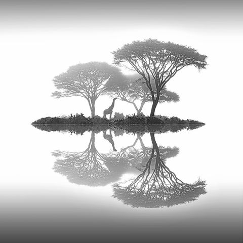 Giraffe reflection, eating from tree