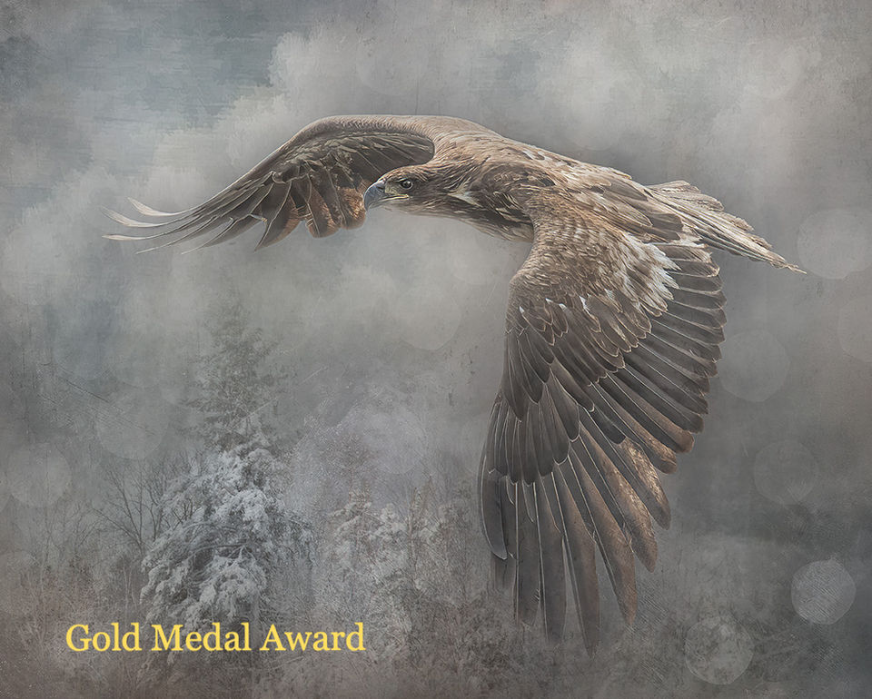 Immature bald eagle with wings swept downward, scanning for prey above a hazy, soft-focus forest background.