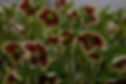 12525329_938633822840775_6228546449036871935_o_edited_edited_edited.jpg