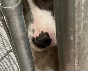 Doggy storie  29/03/26