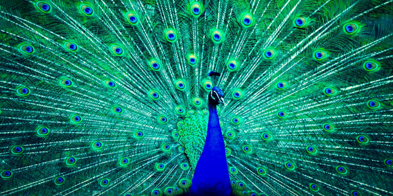 Peacock pose photo