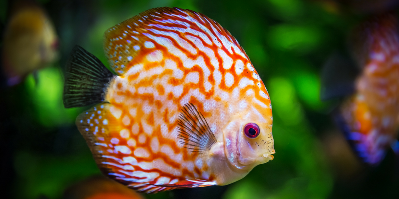 fish photo