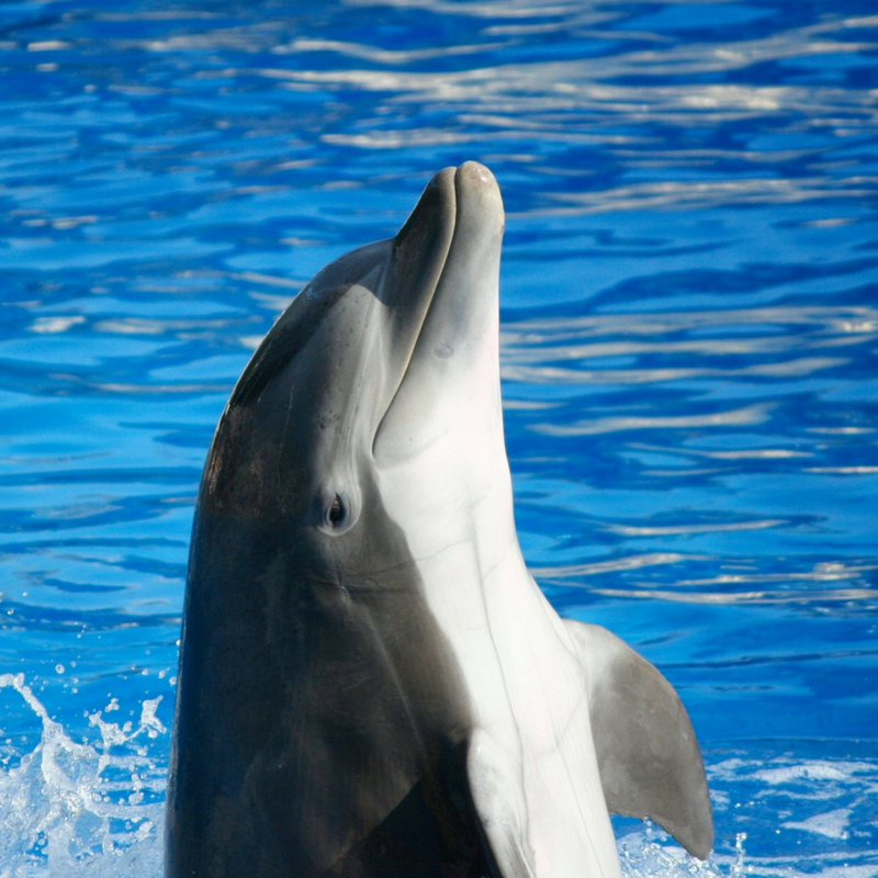 Dolphin photo