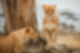 African Lions