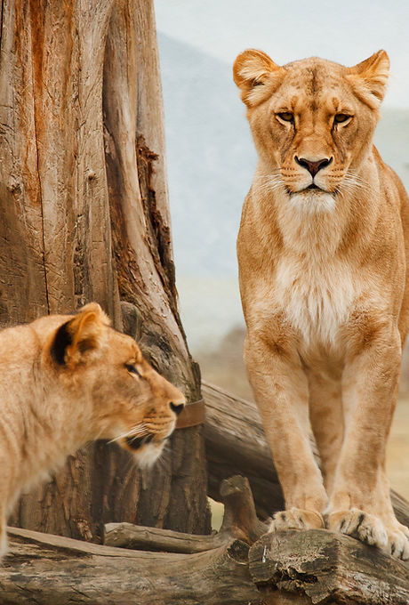 African Lions
