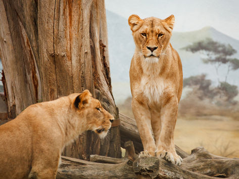 Wildlife Population Recovery