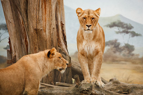 African Lions