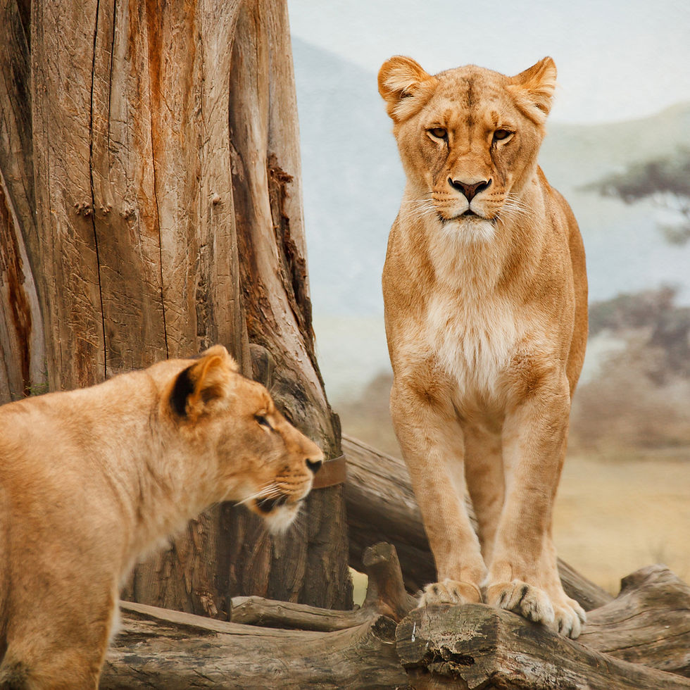 African Lions