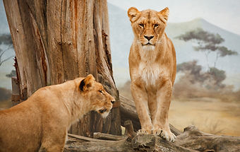 African Lions