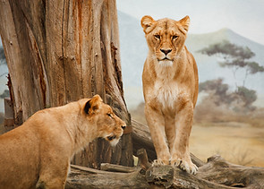 Two Lions Outdoors