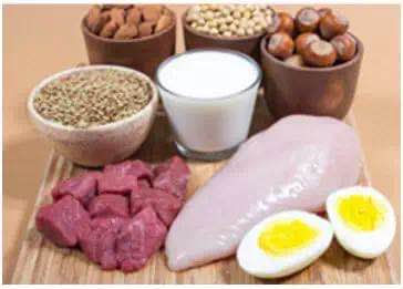 Protein composition characteristics and digestibility of different raw materials