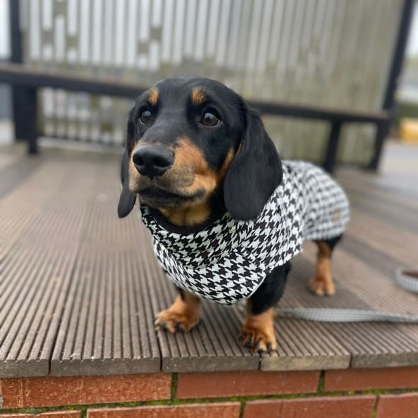 Miniatura: Sausage Dog Box Perfect Fit Dachshund Coat - Houndstooth