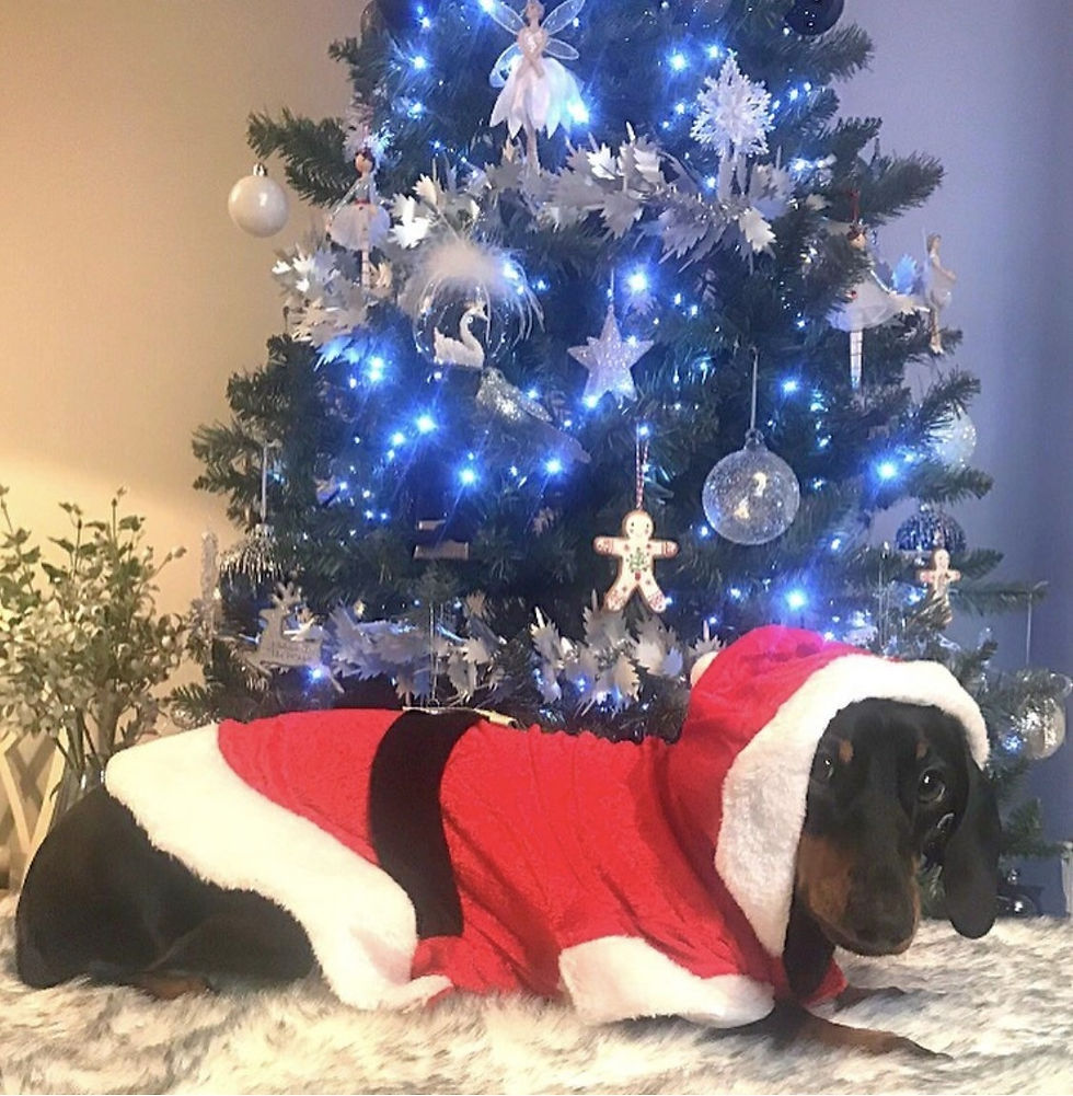 Миниатюра: Sausage Dog Box Christmas Santa Outfit with Belt