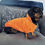 Thumbnail: Sausage Dog Box Orange Dachshund Hoodie