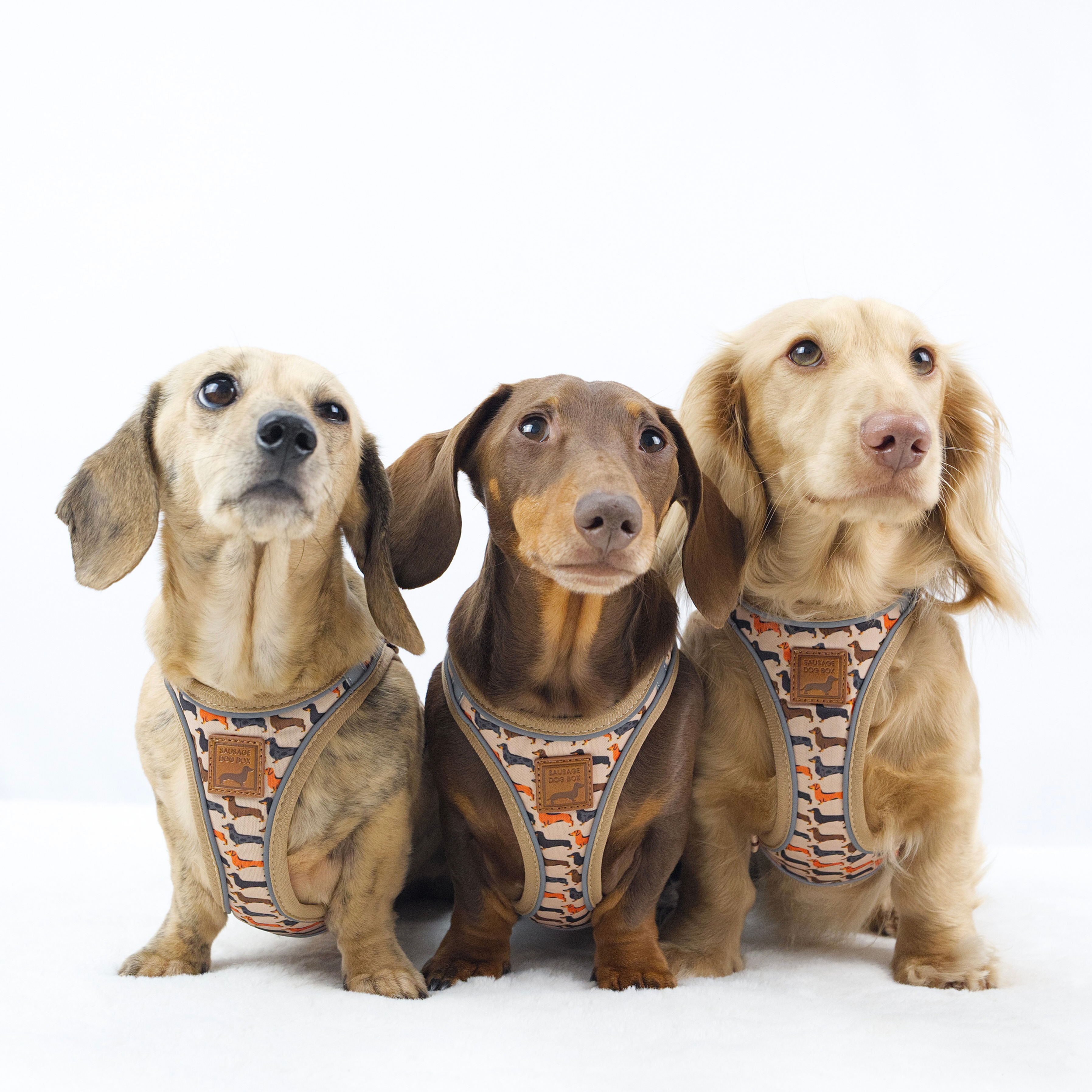 Doxie StepMag Step-in Magnetic Dachshund Harness - Sophisticated Sausage