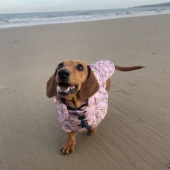 Red sausage dog mid bark, playing at the beach wearing a pink coat